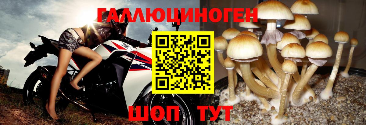 Псилоцибиновые грибы Cubensis Магнитогорск